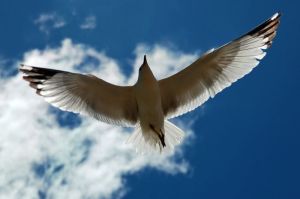 nature-bird in flight